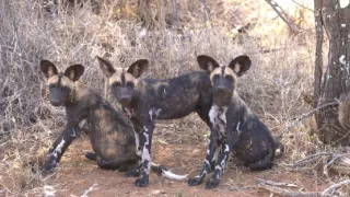 Zvířecí sociální sítě (2)