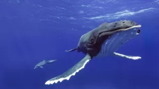 Zázračná planéta: Zvierací špióni pod hladinou (2/4)