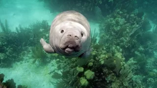 Zázračná planéta: Zvierací špióni pod hladinou (2/4)