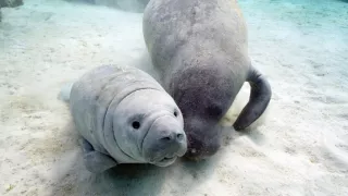 Zázračná planéta: Zvierací špióni pod hladinou (2/4)