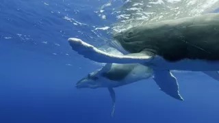 Zázračná planéta: Zvierací špióni pod hladinou (2/4)