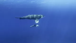 Zázračná planéta: Zvierací špióni pod hladinou (2/4)