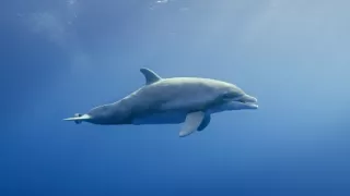 Zázračná planéta: Zvierací špióni pod hladinou (2/4)