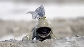 Zázračná planéta: Zvierací špióni pod hladinou (2/4)