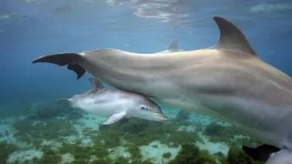 Zázračná planéta: Zvierací špióni pod hladinou (2/4)