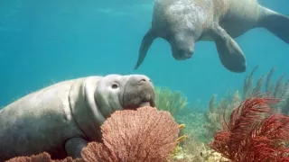 Zázračná planéta: Zvierací špióni pod hladinou (2/4)