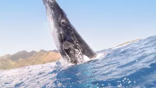 Zázračná planéta: Zvierací špióni pod hladinou (2/4)