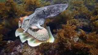 Zázračná planéta: Zvierací špióni pod hladinou (2/4)