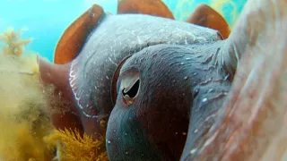 Zázračná planéta: Zvierací špióni pod hladinou (2/4)