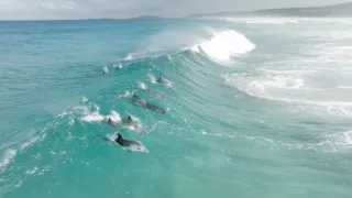 Zázračná planéta: Zvierací špióni pod hladinou (2/4)