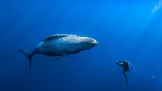 Poutníci moří nám ukazují cestu