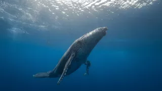 Poutníci moří nám ukazují cestu