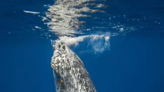 Poutníci moří nám ukazují cestu