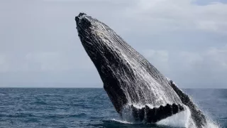 Poutníci moří nám ukazují cestu