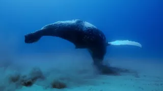 Poutníci moří nám ukazují cestu