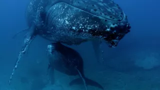 Poutníci moří nám ukazují cestu