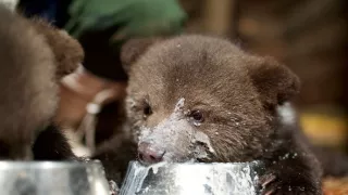 Malí grizlyovia a ja (2/2)