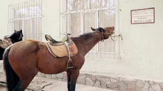 Všichni lidé budou bratři