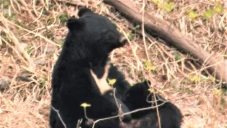 Království divočiny: Medvěd ušatý, Japonsko