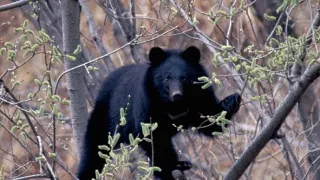 Království divočiny: Medvěd ušatý, Japonsko