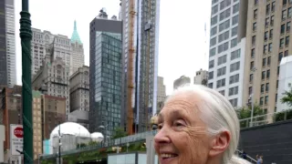 Jane Goodall - nová generácia