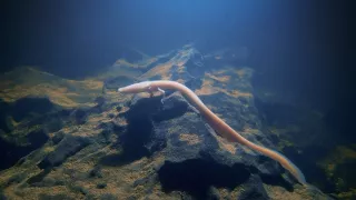 Divoká príroda Slovinska