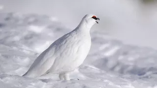 Divoká príroda Slovinska