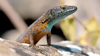 Divoká príroda Slovinska