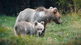 Divoká príroda Slovinska