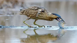 Divoká príroda Slovinska