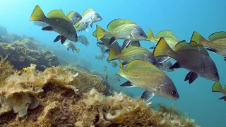 Divoká príroda Slovinska