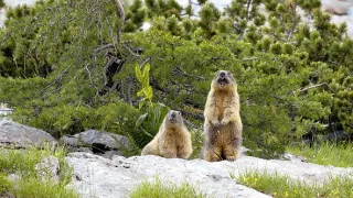 Divoká príroda Slovinska