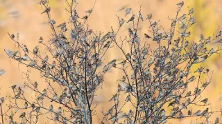 Divoká príroda Slovinska