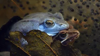 Divoká príroda Slovinska
