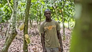 Ve stínu kakaovníku