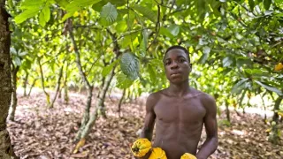 Ve stínu kakaovníku