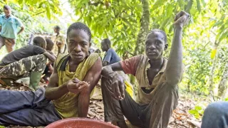 Ve stínu kakaovníku