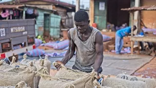 Ve stínu kakaovníku