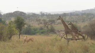 Darwinův úžasný svět zvířat