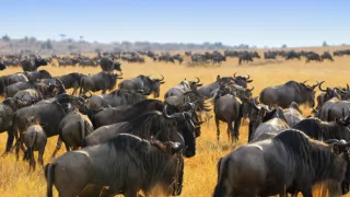 Život v divočině (4)