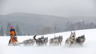 Go!