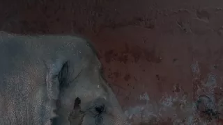 Cher a najosamelejší slon na svete
