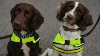 Jedinečná psí povolání (5)