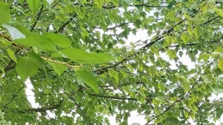 Ikony Kamila Střihavky