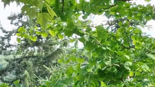 Ikony Kamila Střihavky