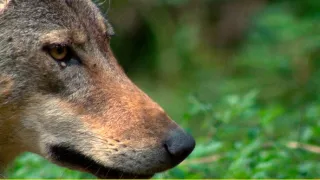 Vlky: Priatelia, alebo hrozba?