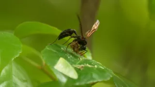 Kráľovstvo divočiny: Majstri kamufláže, Kostarika