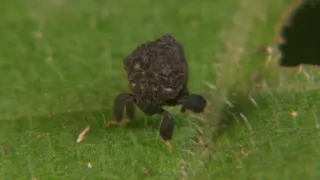 Kráľovstvo divočiny: Majstri kamufláže, Kostarika