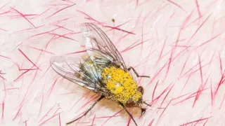 Evolúcia v izolácii