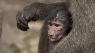 Zvieratá a ich komunikácia (1)